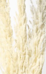 Pampasgras Eryanthus Natur 3er-Set | ca. 90 cm