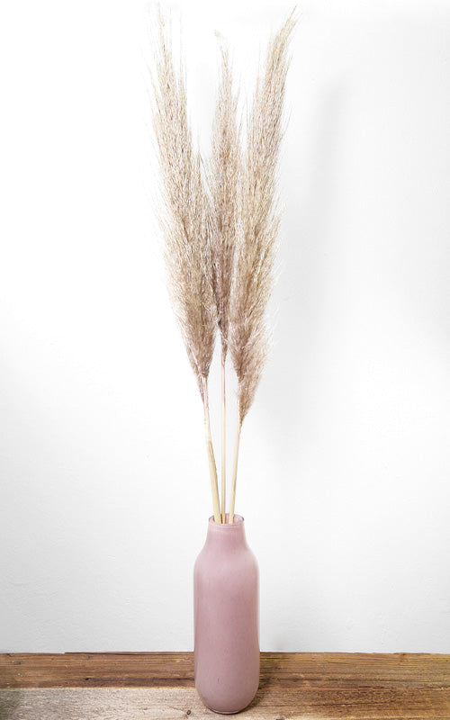 Pampasgras beige-braun 3er-Set | ca. 100 cm