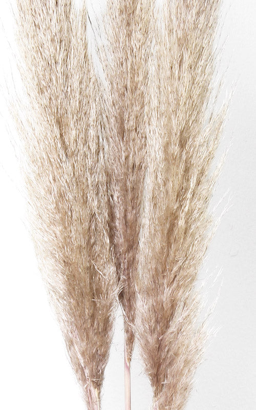 Pampasgras beige-braun 3er-Set | ca. 100 cm