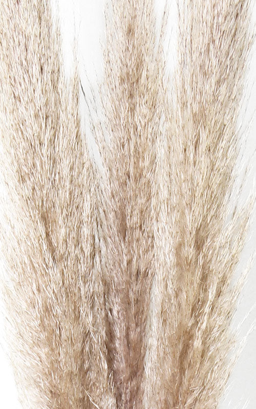 Pampasgras beige-braun 3er-Set | ca. 100 cm