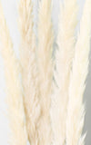Pampasgras Mini Fluffy creme-weiß | ca. 60 cm