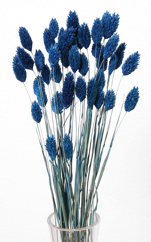 Blaue Trockenblumen – Misses Flower