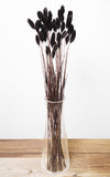 Phalaris schwarz Bund | Trockenblumen | ca. 50 cm