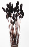 Phalaris Granzgras Trockenblumen