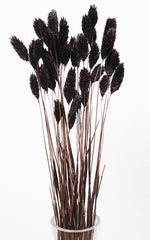 Phalaris Granzgras Trockenblumen