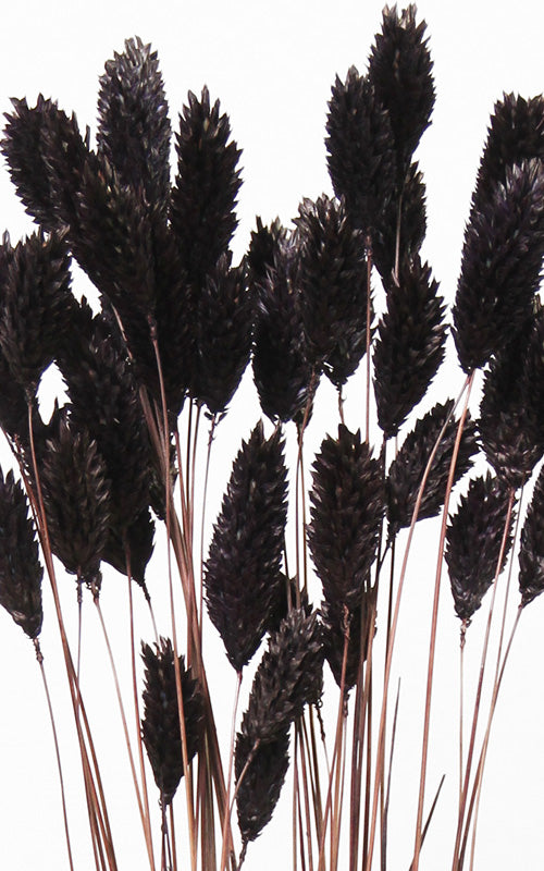 Phalaris schwarz Bund | Trockenblumen | ca. 50 cm