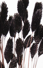 Phalaris schwarz Bund | Trockenblumen | ca. 50 cm