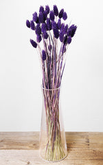 Phalaris lila Bund | Trockenblumen | ca. 45 cm