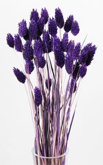 Phalaris lila Bund | Trockenblumen | ca. 45 cm
