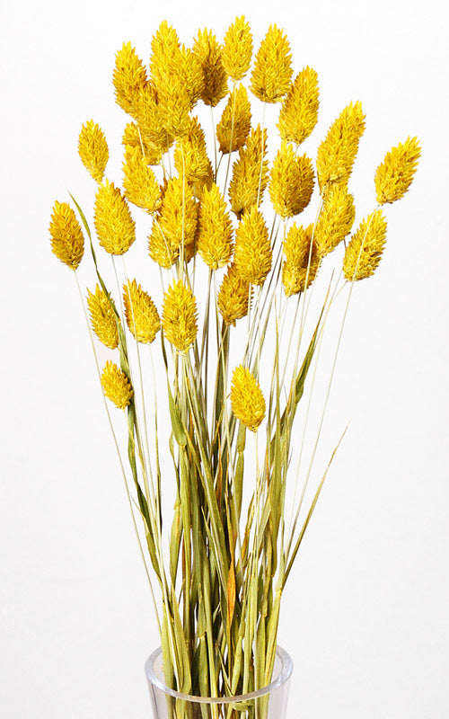 Trockenblumen gelb – Misses Flower