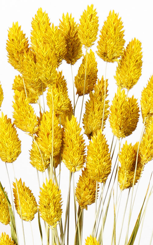 Trockenblumen gelb – Misses Flower