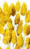Phalaris gelb Bund | ca. 50 cm