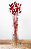 Trockenblumen rot Phalaris Kanariengras