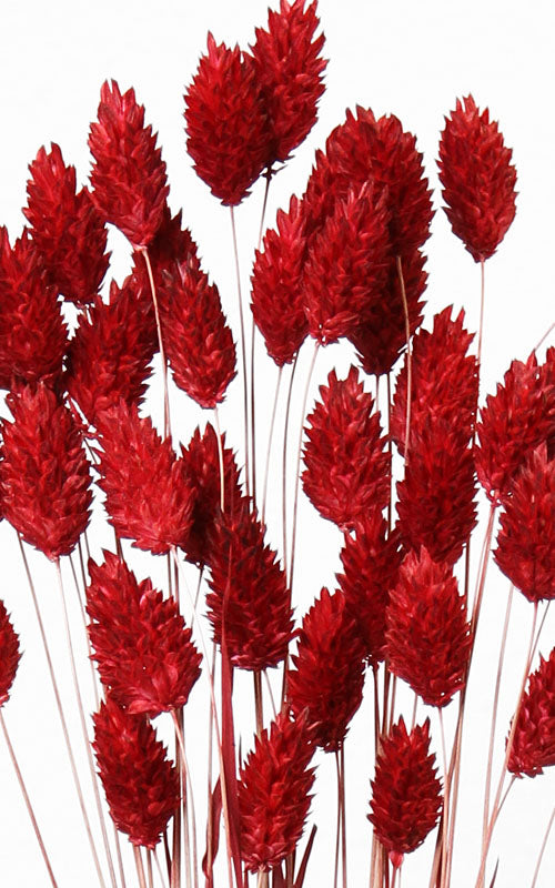 Phalaris rot Bund | Trockenblumen | ca. 50 cm