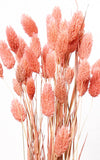 Phalaris koralle Bund | Trockenblumen | ca. 50 cm
