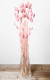 Phalaris rosa Bund | ca. 50 cm lang