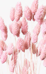 Phalaris rosa Bund | ca. 50 cm lang