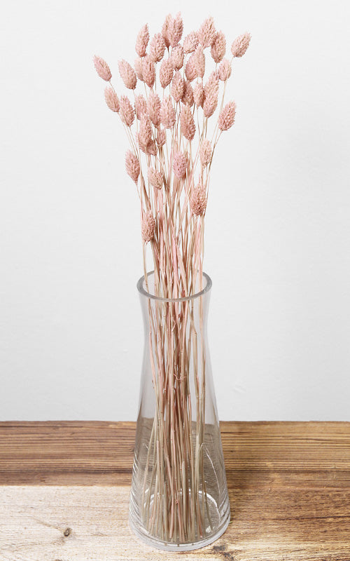 Phalaris blush Bund | Trockenblumen