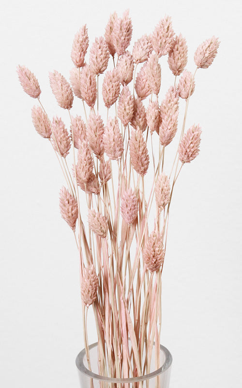 Phalaris Kanariengras Trockenblumen