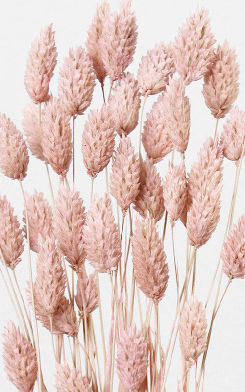 Phalaris blush Bund | Trockenblumen