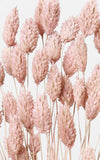 Phalaris blush Bund | Trockenblumen