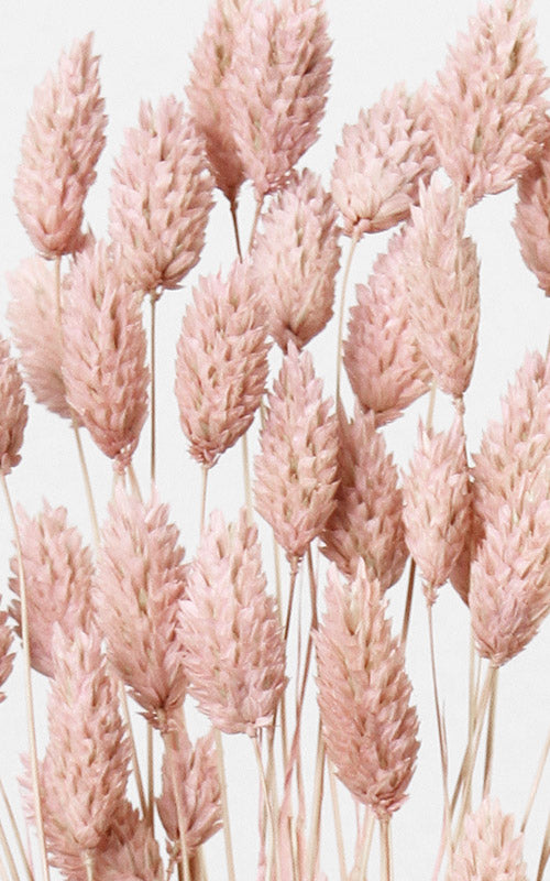 Phalaris blush Bund | Trockenblumen