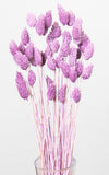 Phalaris Trockenblumen