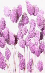 Phalaris flieder Bund | ca. 40-50 cm lang