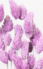 Phalaris flieder Bund | ca. 40-50 cm lang