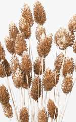 Phalaris old gold Trockenblumen | ca. 30-50 cm