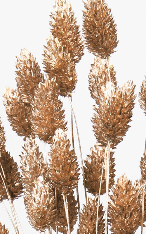 Phalaris old gold Trockenblumen | ca. 30-50 cm