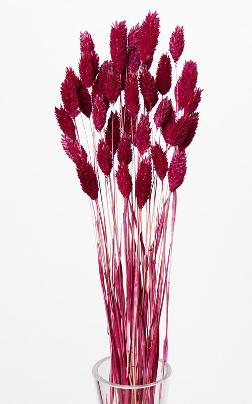 Phalaris Kanariengras Trockenblumen