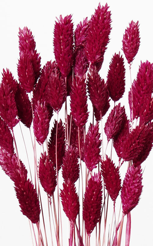 Phalaris bordeaux Bund | ca. 60 cm lang