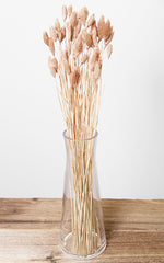 Phalaris pfirsich-pastell Bund | ca. 50 cm lang