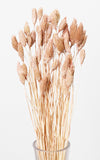 Phalaris  Trockenblumen