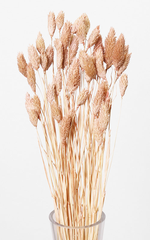 Phalaris  Trockenblumen