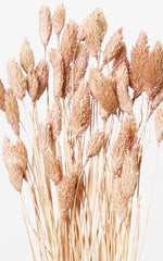 Phalaris pfirsich-pastell Bund | ca. 50 cm lang