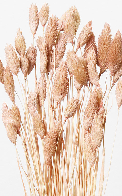 Phalaris pfirsich-pastell Bund | ca. 50 cm lang