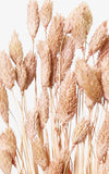 Phalaris pfirsich-pastell Bund | ca. 50 cm lang