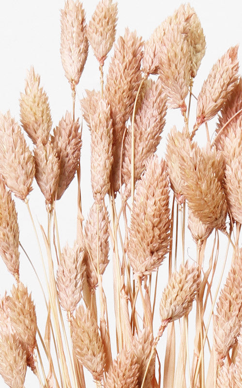 Phalaris pfirsich-pastell Bund | ca. 50 cm lang
