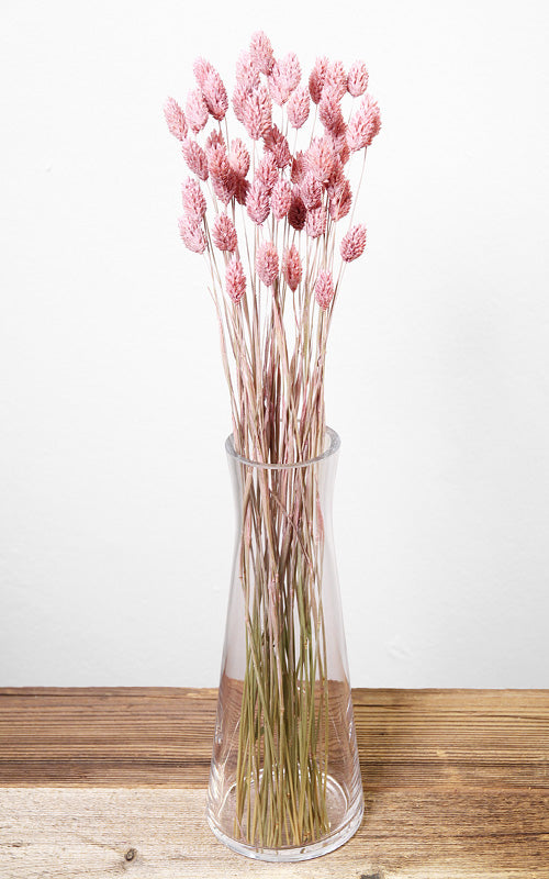 Phalaris rosa-washed Bund | Trockenblumen | ca. 40-50 cm