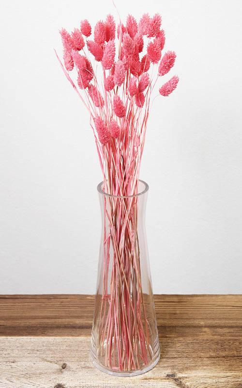 Phalaris neon-rosa Bund | ca. 50 cm lang