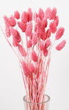 Phalaris Trockenblumen