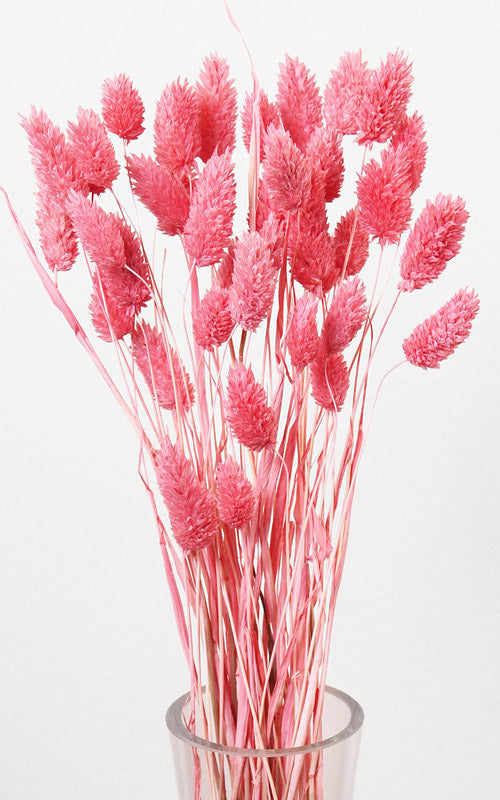 Phalaris Trockenblumen