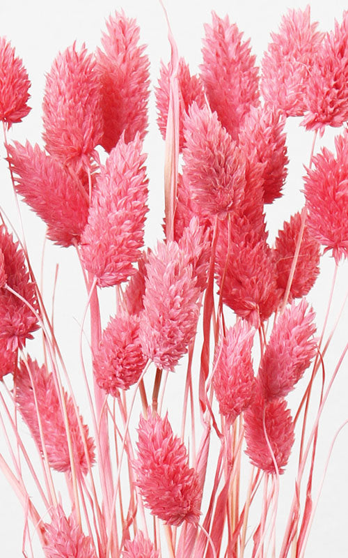 Phalaris neon-rosa Bund | ca. 50 cm lang