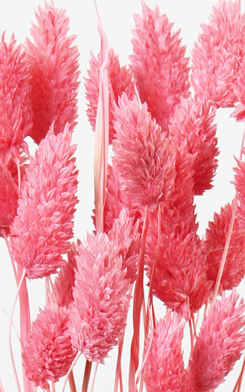 Phalaris neon-rosa Bund | ca. 50 cm lang
