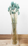 Phalaris aqua Bund | Trockenblumen | ca. 50 cm
