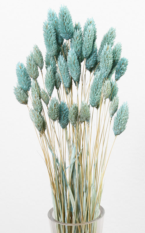 Phalaris Glanzgras Trockenblumen