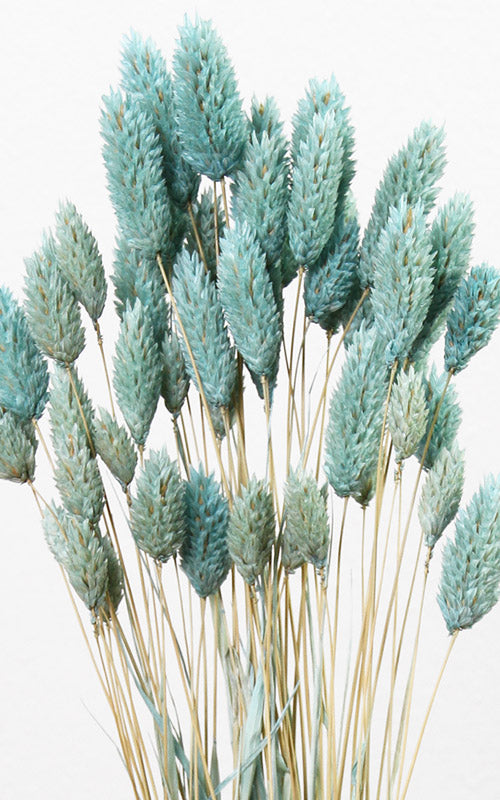 Phalaris aqua Bund | Trockenblumen | ca. 50 cm