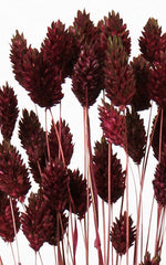 Phalaris bordeaux Bund | Trockenblumen | ca. 50 cm